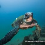 Tortuga golfo de california