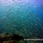 cardumen golfo de california