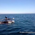 Orcas golfo de california