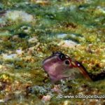 Blenny golfo de california