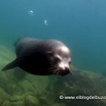 Macho Alpha lobo marino