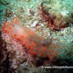 Colorido nudibranquio del golfo de california
