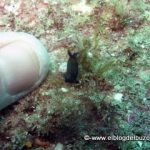 nudibranquio golfo de california