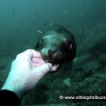 cachorro lobo marino mordiendo. Golfo de California.