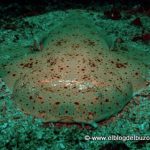 Angelote mar de cortes