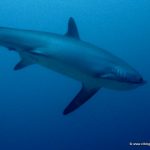 Close up encounter thresher shark