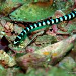 Serpiente marina de la isla de Malapascua