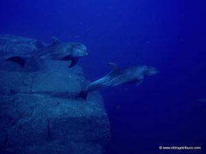 Interaccion delfines en Revillagigedo