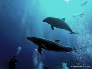 Delfines con buceadores en Revillagigedo