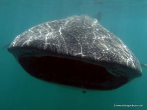 Tiburon ballenas Roca Partida