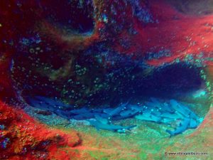 Tiburones puntas blancas en Roca Partida