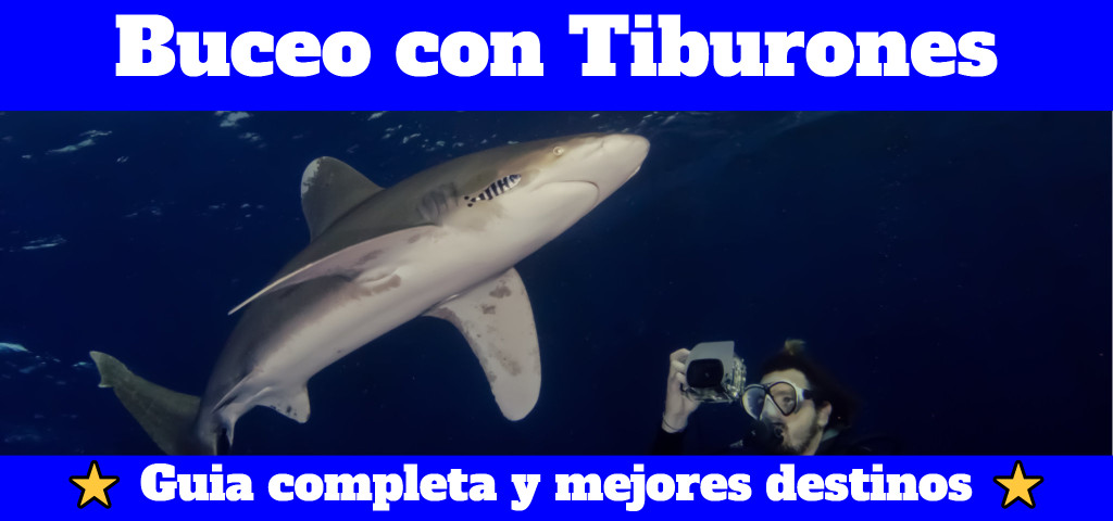 La guía más completa para bucear con tiburones