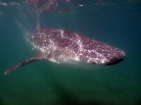 Tiburon ballena Holbox